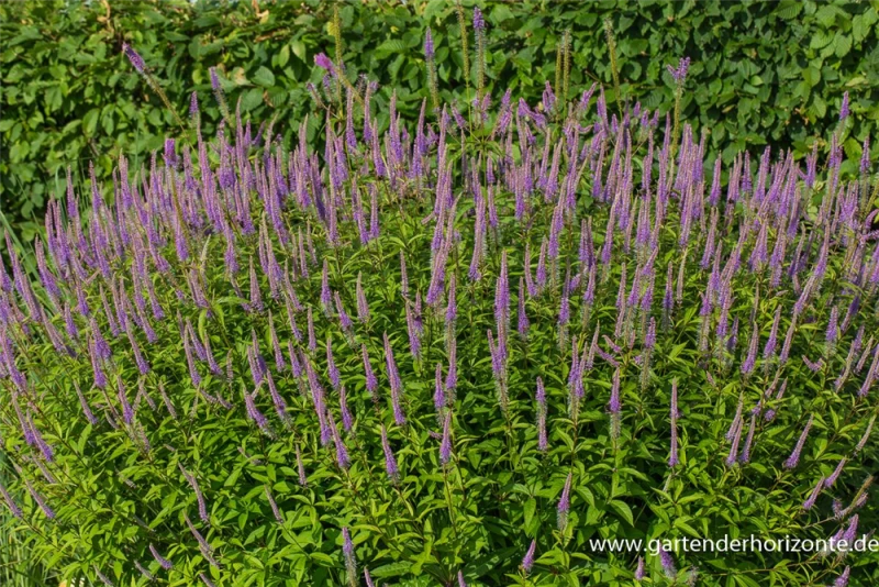 Garten-Kandelaberehrenpreis „Fascination“ 3 Garten-Kandelaberehrenpreis „Fascination“