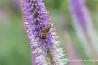 Garten-Kandelaberehrenpreis „Fascination“ 19 Garten-Kandelaberehrenpreis „Fascination“ – Bild 17
