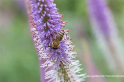 Garten-Kandelaberehrenpreis „Fascination“ 23 Garten-Kandelaberehrenpreis „Fascination“ -Blumen Risse Verkaufsladen P2004717 2 800x800