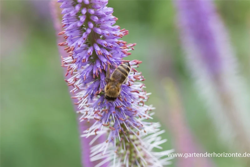 Garten-Kandelaberehrenpreis „Fascination“ 4 Garten-Kandelaberehrenpreis „Fascination“ – Bild 2