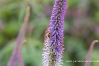 Garten-Kandelaberehrenpreis „Fascination“ 20 Garten-Kandelaberehrenpreis „Fascination“ – Bild 18