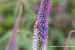 Garten-Kandelaberehrenpreis „Fascination“ 24 Garten-Kandelaberehrenpreis „Fascination“ -Blumen Risse Verkaufsladen P2004717 3 800x800