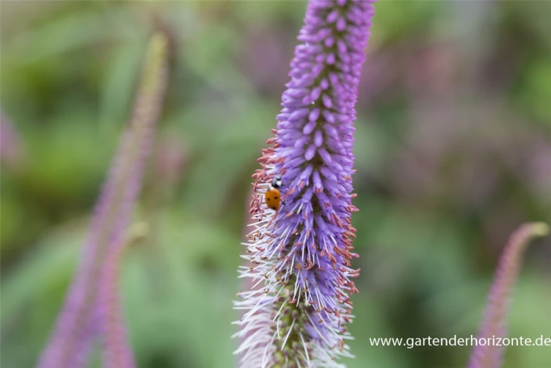 Garten-Kandelaberehrenpreis „Fascination“ 5 Garten-Kandelaberehrenpreis „Fascination“ – Bild 3