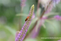 Garten-Kandelaberehrenpreis „Fascination“ 21 Garten-Kandelaberehrenpreis „Fascination“ – Bild 19