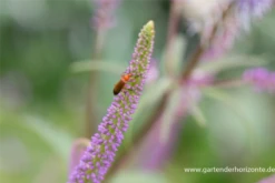 Garten-Kandelaberehrenpreis „Fascination“ 25 Garten-Kandelaberehrenpreis „Fascination“ -Blumen Risse Verkaufsladen P2004717 4 800x800