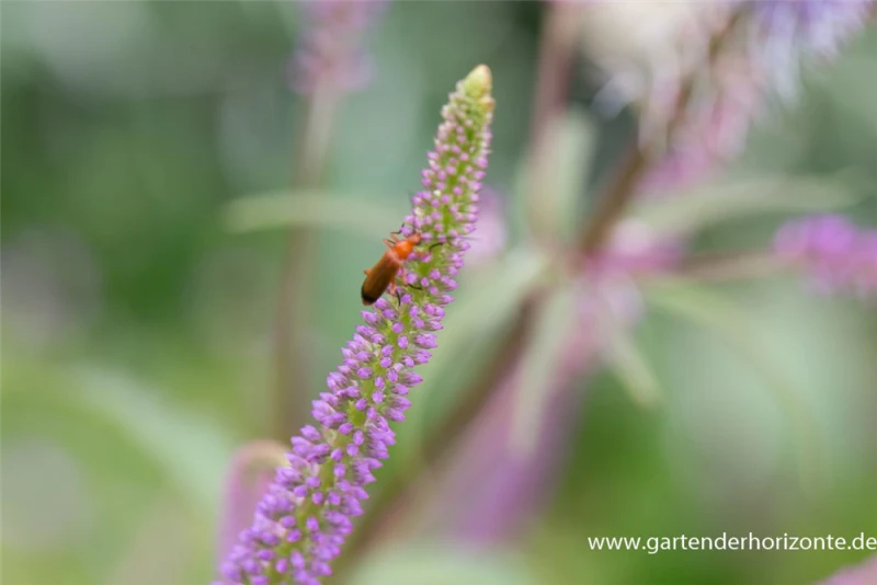 Garten-Kandelaberehrenpreis „Fascination“ 6 Garten-Kandelaberehrenpreis „Fascination“ – Bild 4