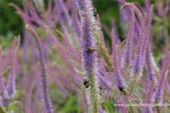 Garten-Kandelaberehrenpreis „Fascination“ 26 Garten-Kandelaberehrenpreis „Fascination“ -Blumen Risse Verkaufsladen P2004717 5 800x800