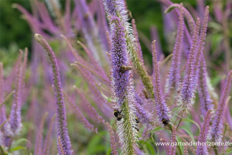 Garten-Kandelaberehrenpreis „Fascination“ 7 Garten-Kandelaberehrenpreis „Fascination“ – Bild 5