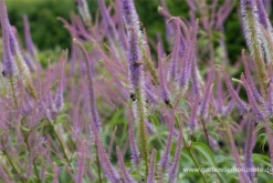 Garten-Kandelaberehrenpreis „Fascination“ 27 Garten-Kandelaberehrenpreis „Fascination“ -Blumen Risse Verkaufsladen P2004717 6 800x800
