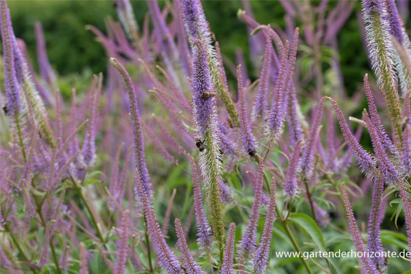 Garten-Kandelaberehrenpreis „Fascination“ 8 Garten-Kandelaberehrenpreis „Fascination“ – Bild 6