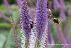 Garten-Kandelaberehrenpreis „Fascination“ 28 Garten-Kandelaberehrenpreis „Fascination“ -Blumen Risse Verkaufsladen P2004717 7 800x800