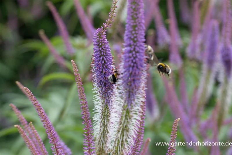 Garten-Kandelaberehrenpreis „Fascination“ 10 Garten-Kandelaberehrenpreis „Fascination“ – Bild 8