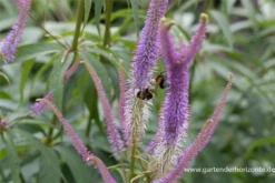 Garten-Kandelaberehrenpreis „Fascination“ 30 Garten-Kandelaberehrenpreis „Fascination“ -Blumen Risse Verkaufsladen P2004717 9 800x800