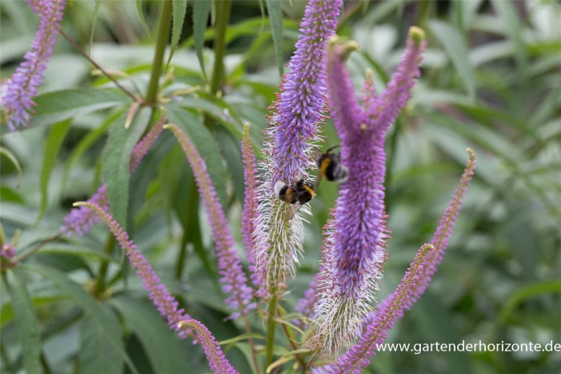 Garten-Kandelaberehrenpreis „Fascination“ 11 Garten-Kandelaberehrenpreis „Fascination“ – Bild 9