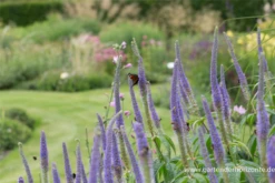 Garten-Kandelaberehrenpreis „Lavendelturm“ 15 Garten-Kandelaberehrenpreis „Lavendelturm“ -Blumen Risse Verkaufsladen P2004718 2 800x800