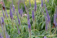 Garten-Kandelaberehrenpreis „Lavendelturm“ 11 Garten-Kandelaberehrenpreis „Lavendelturm“ – Bild 9