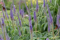 Garten-Kandelaberehrenpreis „Lavendelturm“ 16 Garten-Kandelaberehrenpreis „Lavendelturm“ -Blumen Risse Verkaufsladen P2004718 3 800x800