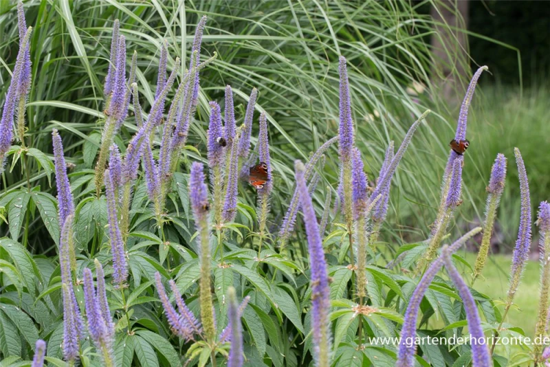 Garten-Kandelaberehrenpreis „Lavendelturm“ 6 Garten-Kandelaberehrenpreis „Lavendelturm“ – Bild 4