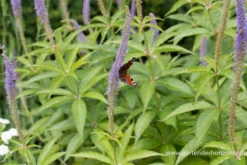 Garten-Kandelaberehrenpreis „Lavendelturm“ 18 Garten-Kandelaberehrenpreis „Lavendelturm“ -Blumen Risse Verkaufsladen P2004718 5 800x800