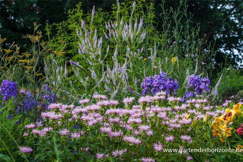 Garten-Kandelaberehrenpreis „Lavendelturm“ 8 Garten-Kandelaberehrenpreis „Lavendelturm“ – Bild 6