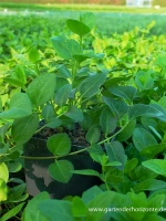 Großblättriges Immergrün 6 Großblättriges Immergrün – Bild 4