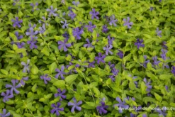 Großblättriges Immergrün 9 Großblättriges Immergrün -Blumen Risse Verkaufsladen P2004726 2 800x800