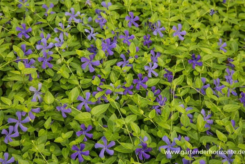 Großblättriges Immergrün 4 Großblättriges Immergrün – Bild 2