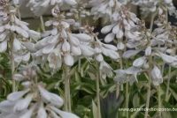 Garten-Funkie „Ann Kulpa“ 5 Garten-Funkie „Ann Kulpa“ – Bild 3