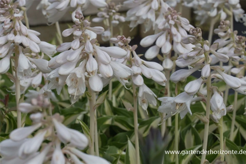 Garten-Funkie „Ann Kulpa“ 3 Garten-Funkie „Ann Kulpa“