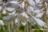 Garten-Funkie „Ann Kulpa“ 6 Garten-Funkie „Ann Kulpa“ – Bild 4