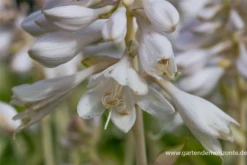 Garten-Funkie „Ann Kulpa“ 7 Garten-Funkie „Ann Kulpa“ -Blumen Risse Verkaufsladen P3001266 2 800x800