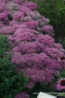 Großes Garten-Fettblatt „Mr. Goodbud“ 7 Großes Garten-Fettblatt „Mr. Goodbud“ – Bild 5