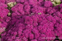 Großes Garten-Fettblatt „Mr. Goodbud“ 8 Großes Garten-Fettblatt „Mr. Goodbud“ – Bild 6