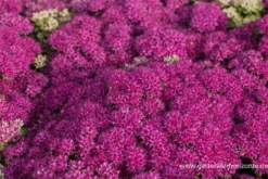 Großes Garten-Fettblatt „Mr. Goodbud“ 11 Großes Garten-Fettblatt „Mr. Goodbud“ -Blumen Risse Verkaufsladen P3001270 2 800x800