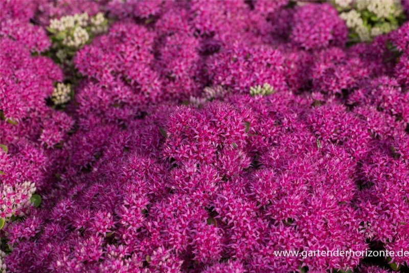 Großes Garten-Fettblatt „Mr. Goodbud“ 4 Großes Garten-Fettblatt „Mr. Goodbud“ – Bild 2