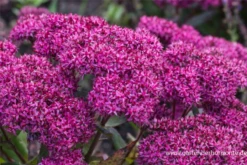 Großes Garten-Fettblatt „Mr. Goodbud“ 12 Großes Garten-Fettblatt „Mr. Goodbud“ -Blumen Risse Verkaufsladen P3001270 3 800x800