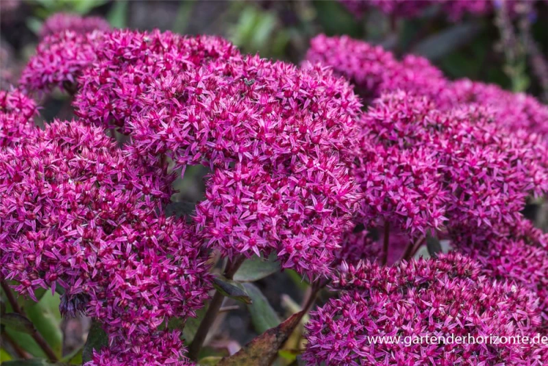 Großes Garten-Fettblatt „Mr. Goodbud“ 5 Großes Garten-Fettblatt „Mr. Goodbud“ – Bild 3