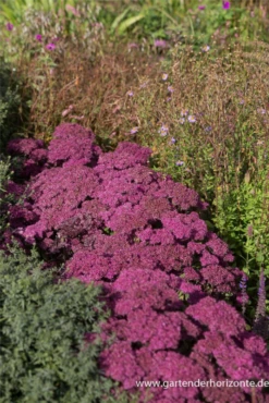 Großes Garten-Fettblatt „Mr. Goodbud“ 13 Großes Garten-Fettblatt „Mr. Goodbud“ -Blumen Risse Verkaufsladen P3001270 4 800x800