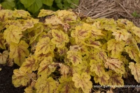 Heucherella „Solar Power“ -R- 8 Heucherella „Solar Power“ -R- – Bild 6