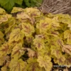 Heucherella „Solar Power“ -R-