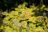 Heucherella „Solar Power“ -R- 10 Heucherella „Solar Power“ -R- – Bild 8