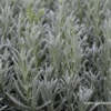 Echter Lavendel „Silver Mist“