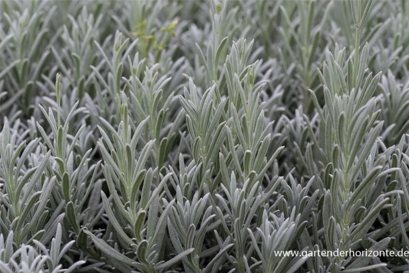 Echter Lavendel „Silver Mist“ 3 Echter Lavendel „Silver Mist“