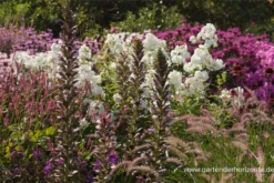 Bärentatze „Morning Candle“ 13 Bärentatze „Morning Candle“ -Blumen Risse Verkaufsladen P3001465 1 800x800