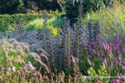 Bärentatze „Morning Candle“ 14 Bärentatze „Morning Candle“ -Blumen Risse Verkaufsladen P3001465 2 800x800