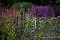 Bärentatze „Morning Candle“ 11 Bärentatze „Morning Candle“ – Bild 9