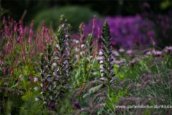 Bärentatze „Morning Candle“ 15 Bärentatze „Morning Candle“ -Blumen Risse Verkaufsladen P3001465 3 800x800
