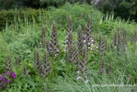 Bärentatze „Morning Candle“ 12 Bärentatze „Morning Candle“ – Bild 10