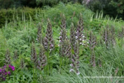 Bärentatze „Morning Candle“ 16 Bärentatze „Morning Candle“ -Blumen Risse Verkaufsladen P3001465 4 800x800