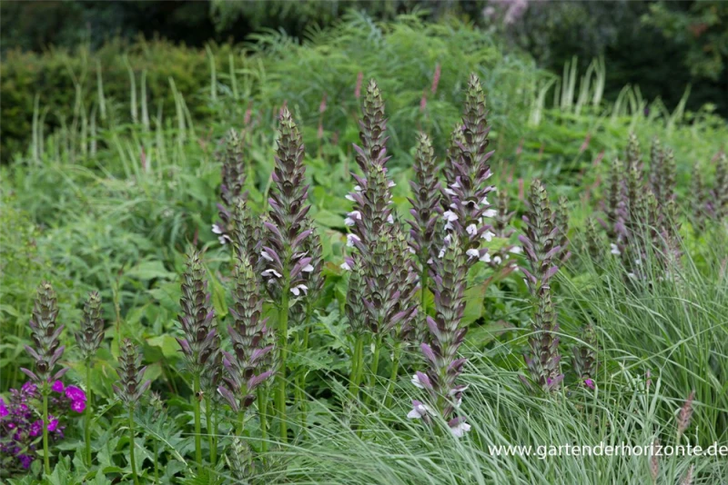 Bärentatze „Morning Candle“ 7 Bärentatze „Morning Candle“ – Bild 5